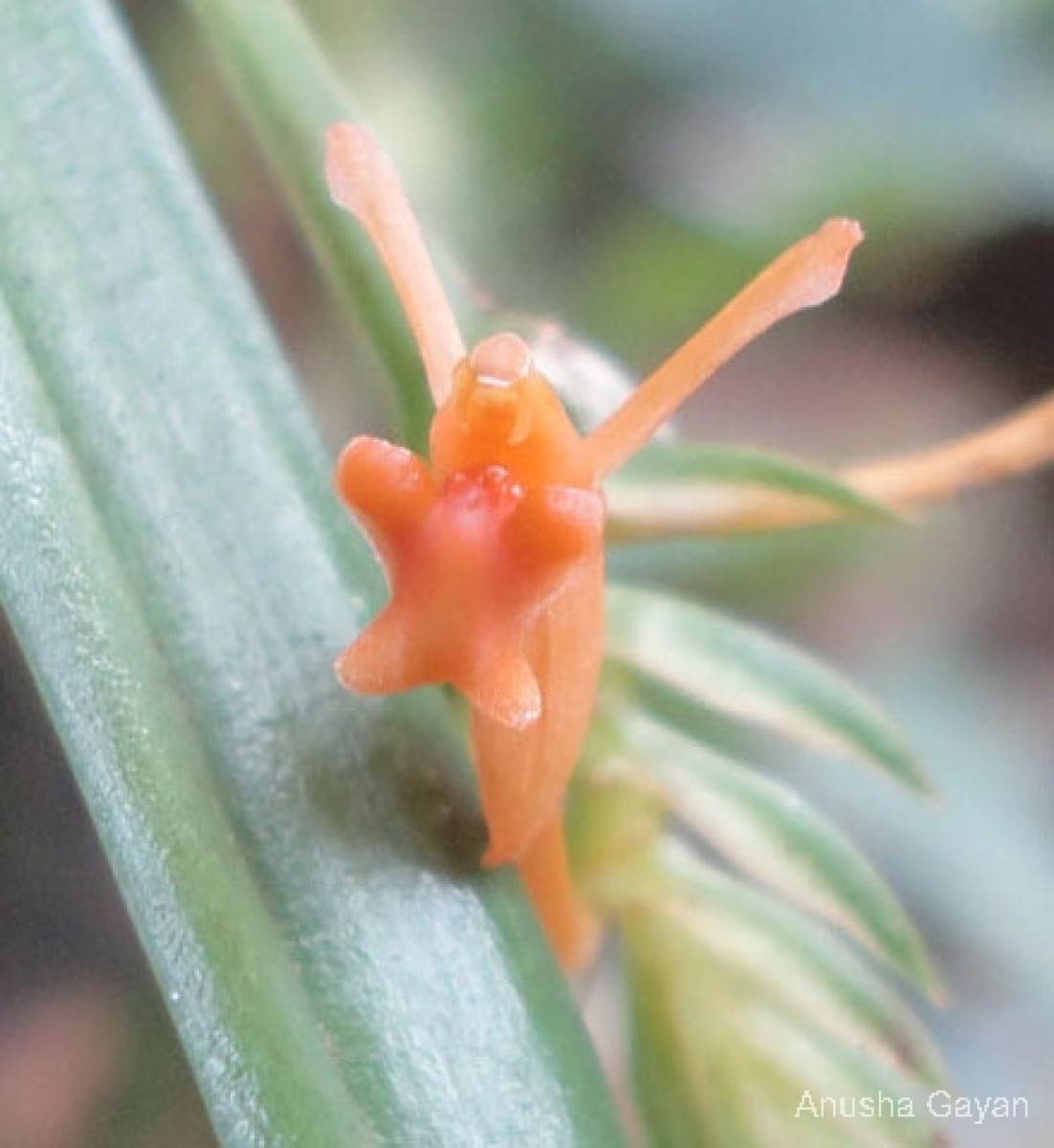 Stichorkis gibbosa (Finet) J.J.Wood